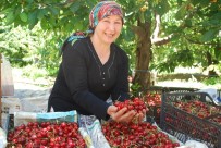 BAHÇECIK - Tescilli Salihli Kirazı'nda Hasat Sevinci