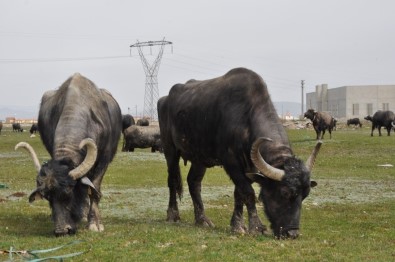 Afyonkarahisar'da Manda Varlığı Arttı