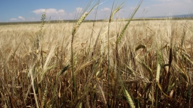 Çiftçinin En Büyük Sorunu Satış Fiyatları