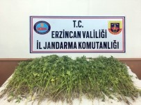 ÇEVRELI - Erzincan'da Kök Kenevir Bitkisi Ele Geçirildi