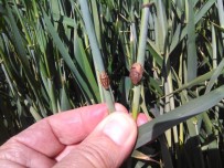 TOPRAK MAHSULLERI OFISI - Eskişehir'de Süne Mücadele Çalışmaları Bayramda Da Devam Etti