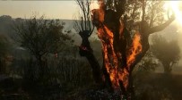 İzmir'de Orman Yangınında Zeytin Ağaçları Kül Oldu