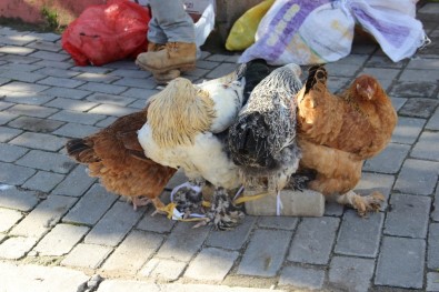 KKKA hastalığına karşı en etkili önlem tavuklar