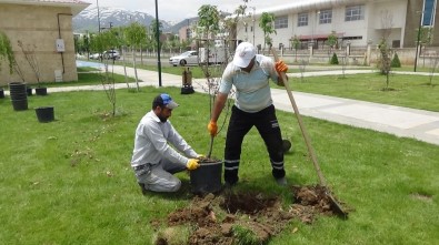 Muş Belediyesi Kenti Çiçeklerle Süslüyor