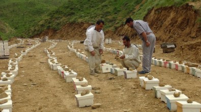 (Özel) Bitlis'te Üretilen Ana Arılar Bölge İllerine Satılıyor