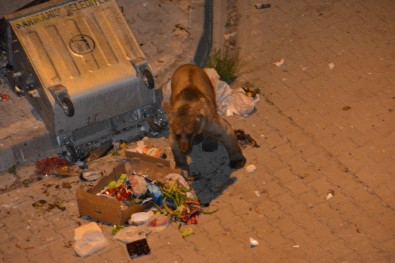 Sarıkamış'ta Aç Kalan Yavru Boz Ayı Çöpte Yiyecek Aradı