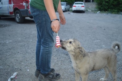 Sıcaktan bunalan köpeğe dondurma