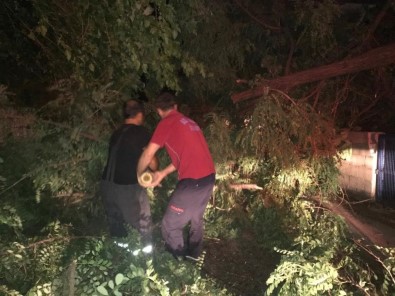 Şiddetli Rüzgar Ağaçları Devirdi