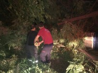 ŞİDDETLİ RÜZGAR - Şiddetli Rüzgar Ağaçları Devirdi