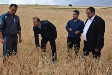 Aksaray'da Dolu Tarım Arazilerine Zarar Verdi