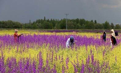 Bozkır'da Açan Çiçekler Bayburt'a Renk Kattı