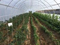 TEKSTİL ATÖLYESİ - Bursa E Tipi Cezaevi'nde Ziraî Üretim Başladı