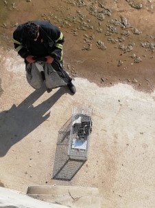 Dereye Düşen Kediyi İtfaiye Ekipleri Kurtardı