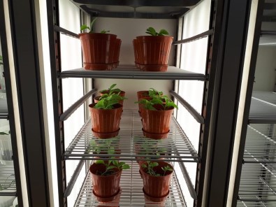 Endemik Bitkiler, Doku Kültürü Laboratuvarında Üretildi