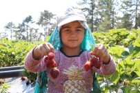 Kahramanmaraş'ta Çilek Hasadı