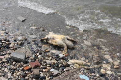 (Özel) Mersin'de Dev Kaplumbağa Ölü Olarak Sahile Vurdu
