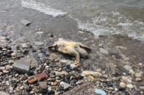 GEMİ TRAFİĞİ - (Özel) Mersin'de Dev Kaplumbağa Ölü Olarak Sahile Vurdu