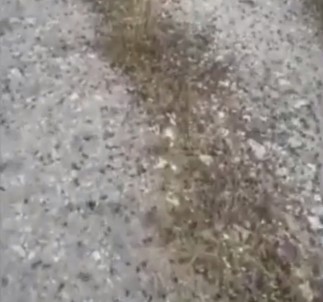 Sardinya Adası'nda Çekirge İstilası