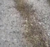 ZİRAATÇİLER DERNEĞİ - Sardinya Adası'nda Çekirge İstilası