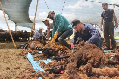 Yaylalarda Koyun Kırkma Zamanı