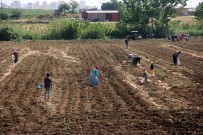 ŞEKER HASTASı - Başak Toplayarak Hem Ailesini Geçindiriyor Hem Okul Harçlığını Çıkartıyor
