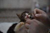ORTA KULAK İLTİHABI - Bursa'da Kedilere Özel Hastane