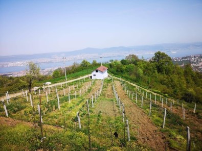 Büyükşehir'den Çiftçiye Çilek Ve Kivi Bahçesi Desteği