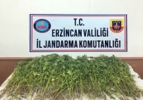 ÇEVRELI - Erzincan'da 981 Kök Kenevir İmha Edildi