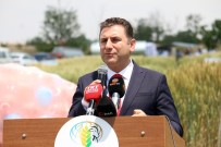 FATIH ÖZDEMIR - Konya'da Tarla Günü Etkinliğinde Buğday Çeşitleri Tanıtıldı