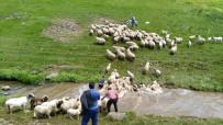 Koyun Yıkama Geleneği Yüzyıllardır Yaşatılıyor Haberi