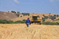 GÜBRE - Kurtalan'da Buğday Hasat Dönemi Başladı