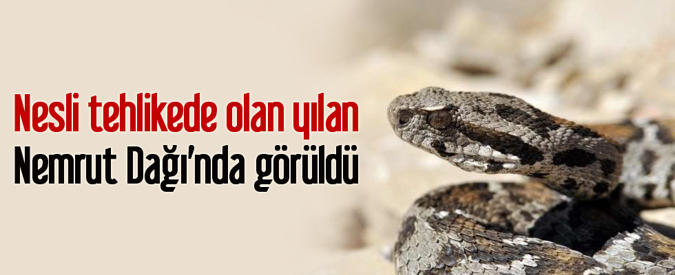Nesli tehlikede olan yılan Nemrut Dağı’nda görüldü