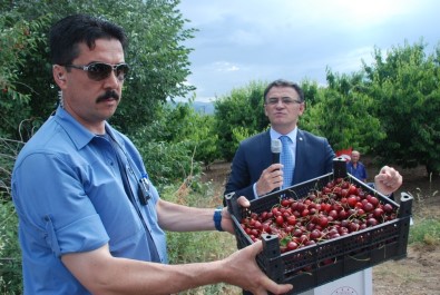 Tokat'ta İhracatlık Kiraz Hasadı Başladı