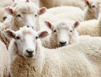 KURBAN FİYATLARI - 2019 küçükbaş-büyükbaş kurbanlık fiyatı açıklandı