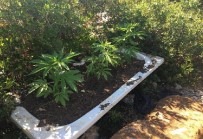 HINT KENEVIRI - Banyon Küvetinde Uyuşturucu Yetiştirmiş