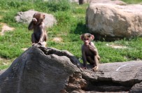 BURSA BÜYÜKŞEHİR BELEDİYESİ - Büyükşehir'den Karne Hediyesi