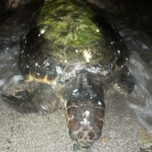 Deniz Üstünde Minder Sandığı Cisim 45 Kiloluk Dev Deniz Kaplumbağası Çıktı