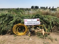 Diyarbakır'da 122 Bin 789 Kök Kenevir Ele Geçirildi