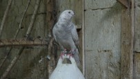 SABIKA KAYDI - Güvercin Almak İçin İstenen Şartlar İş Başvurusunda Bile İstenmiyor