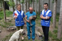 REHABİLİTASYON MERKEZİ - HAYTAP İle İmuneksfarma'dan Bitlis'teki Sokak Hayvanları İçin İlaç