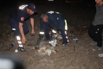 CARETTA CARETTA - Yumurta Bırakırken Yolunu Kaybeden Dev Caretta Caretta Köpeklerin Saldırısına Uğradı
