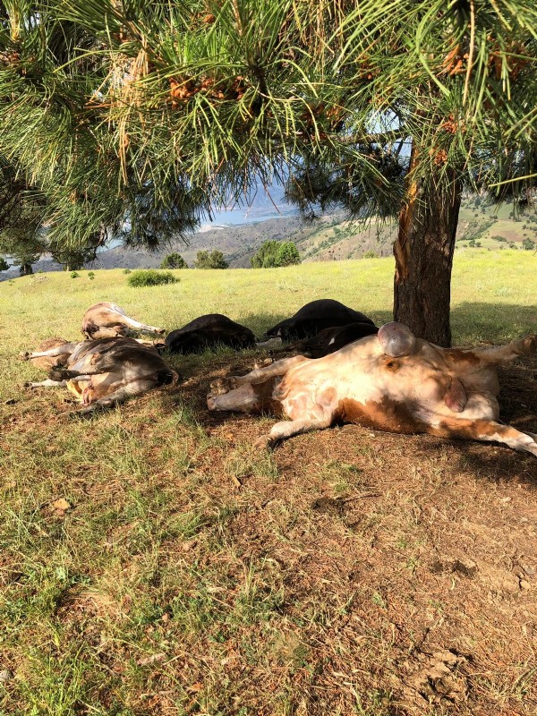 Yıldırım 8 büyükbaş hayvanı telef etti