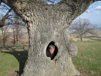 KOCABAŞ - 400 Yıllık Gövdesi Boş Meşe Ağacı İlgi Odağı