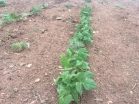 BAYBURT ÜNİVERSİTESİ - Aydıntepe'de Dondan Etkilenmeyen Yeni Fasulye Türü Geliştiriliyor