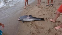 İnkumu'nda Ölü Yunus Sahile Vurdu