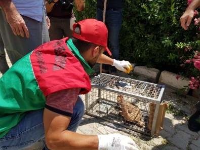 Karaköprü'de Nesli Tükenmekte Olan Çöl Varanı Görüldü