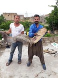 Kızılırmak'ta 2 metrelik yayın balığı yakalandı Haberi