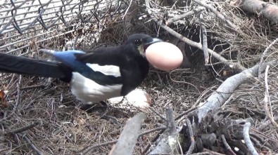 Yumurtaları Çalınınca Güvenlik Kamerası Yerleştirdi, Hırsızı Görünce Neye Uğradığını Şaşırdı