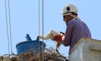 EGE ÜNIVERSITESI - Aydın'ın Leylekleri Halkalandı