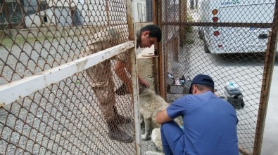 Hakkari'de Sahipli Hayvanlara Kuduz Aşısı Yapıldı